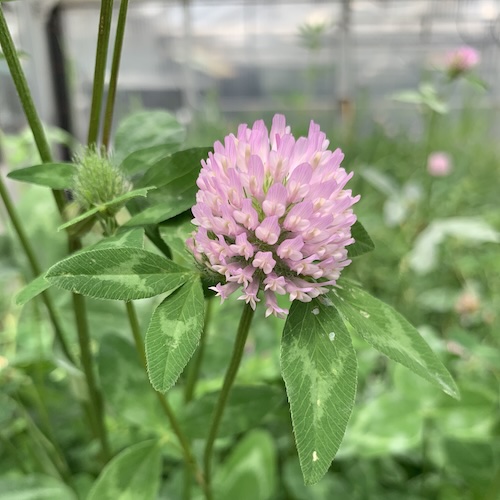 Legumes button